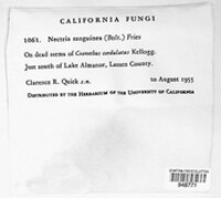 Dialonectria sanguinea image